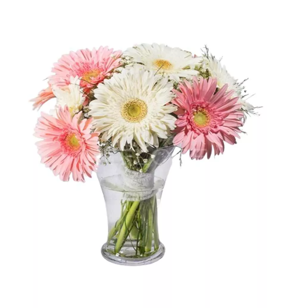 A Stunning Gerberas Bundle