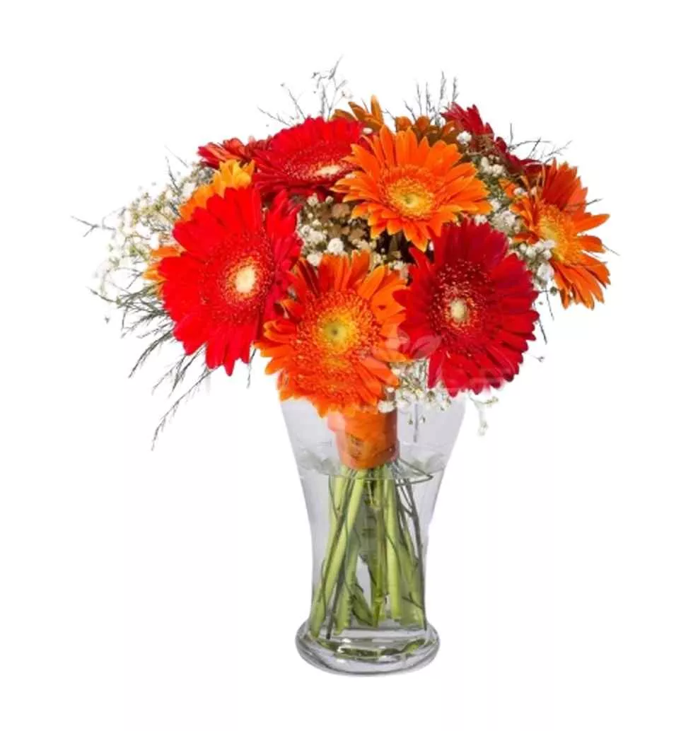 Radiant Orange & Red Gerbera Bouquet