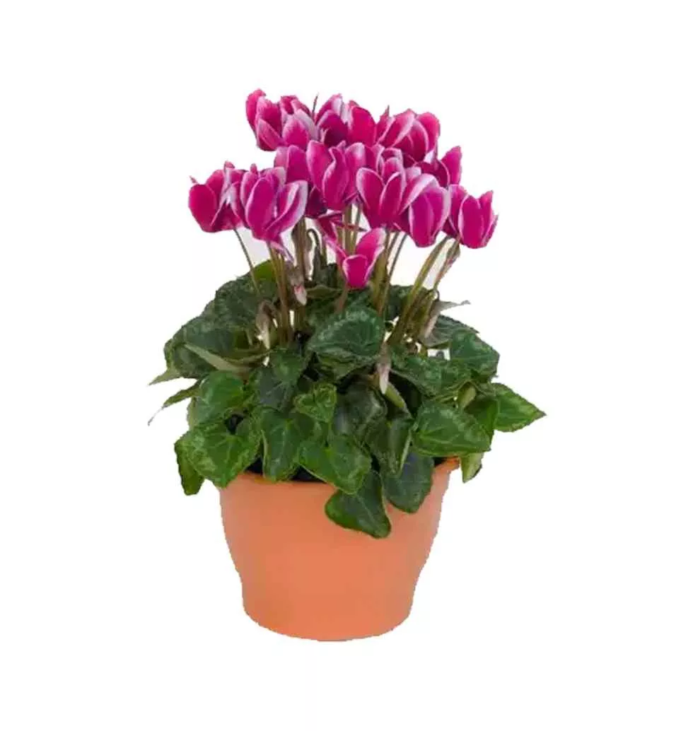 Floral Cyclamen